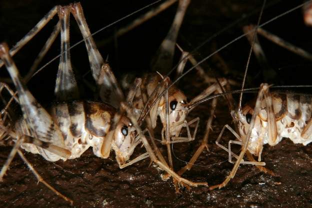 cave crickets