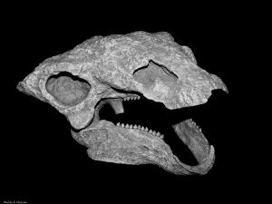 An ankylosaur skull on a black background, jaw hanging open