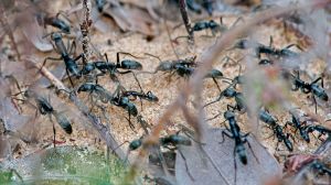 Many black ants run together across sand with some small twigs in frame