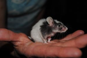 A black and white mouse held in the palm of someone's hand
