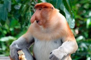 A proboscis monkey sitting in a tree, its mouth partly open as it eats and looks off to the side