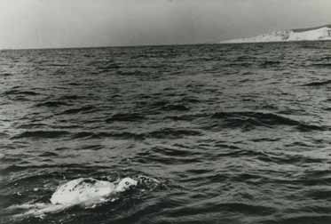 In the foreground, Doc toils in the dark water, while white cliffs are visible in the distance.