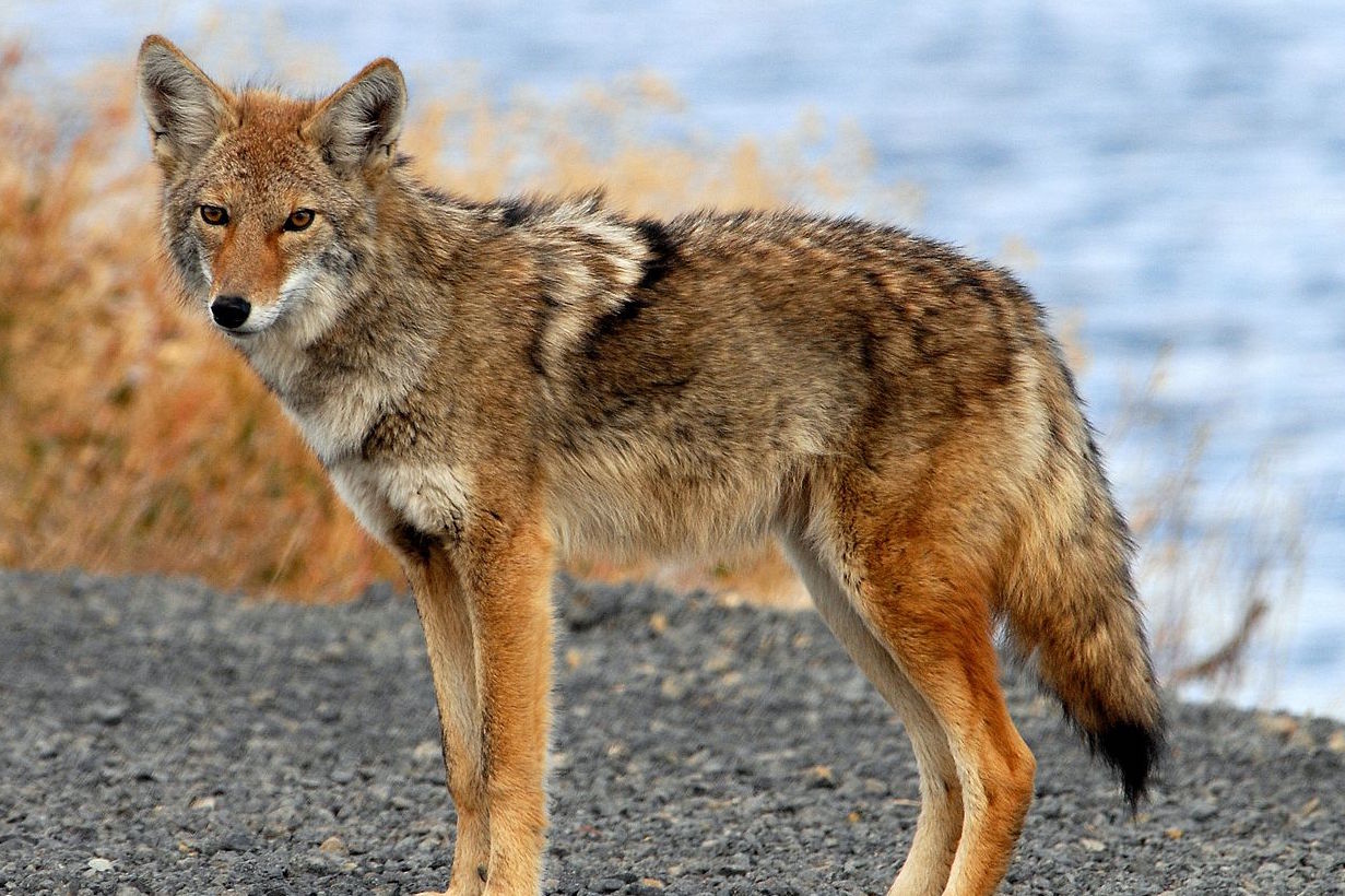 Coyotes May Soon Enter South America A Moment of Science Indiana