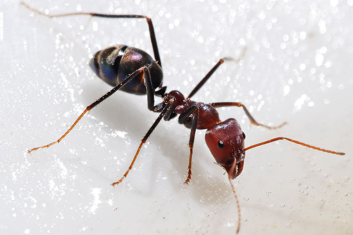 Inloggegevens Gemoedsrust Gelukkig Ant Antennae: Two-Way Communication | A Moment of Science - Indiana Public  Media