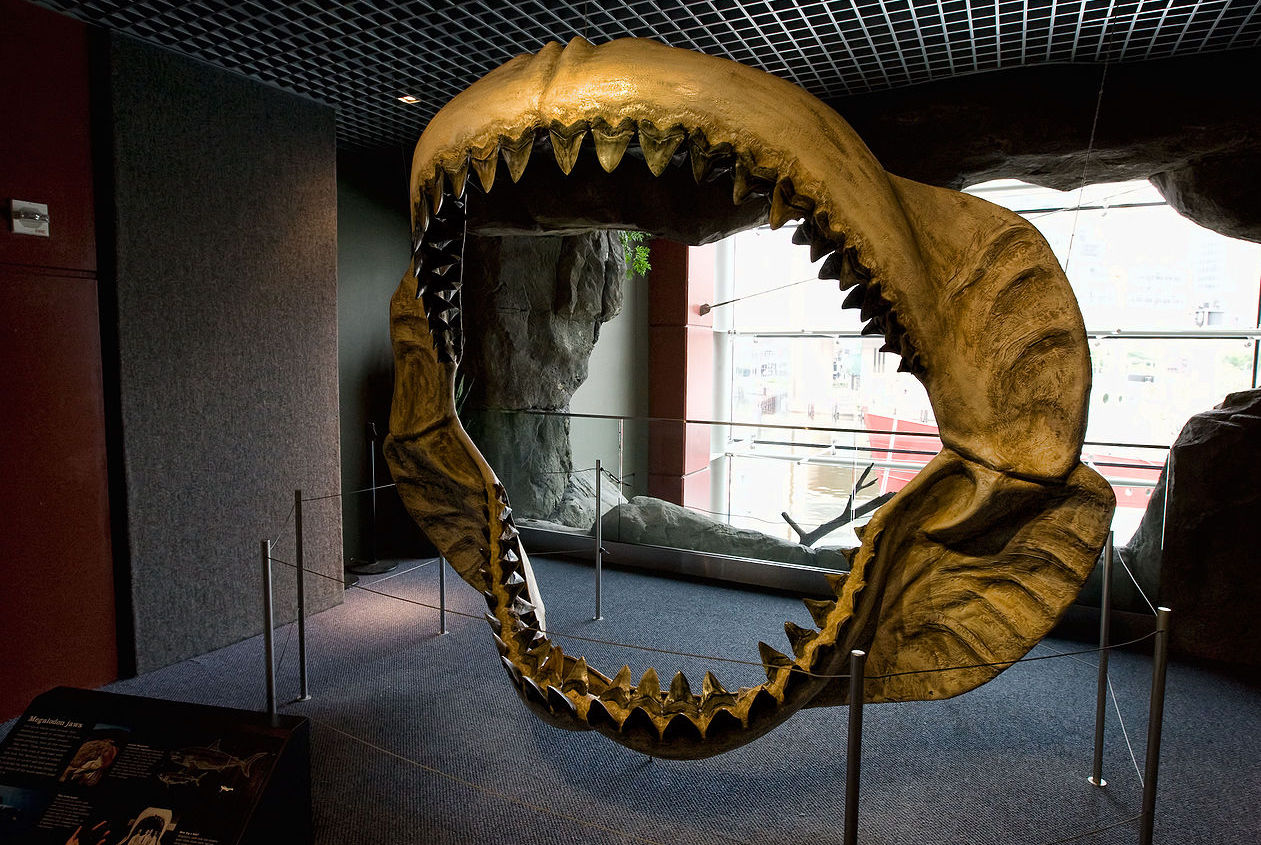 Megalodon: The Largest Shark That Ever Lived | A Moment of Science