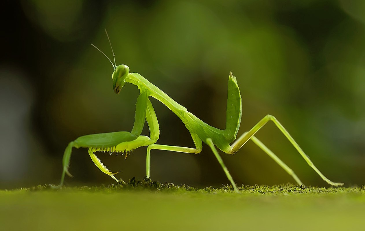 Why are Praying Mantis Different Colors 