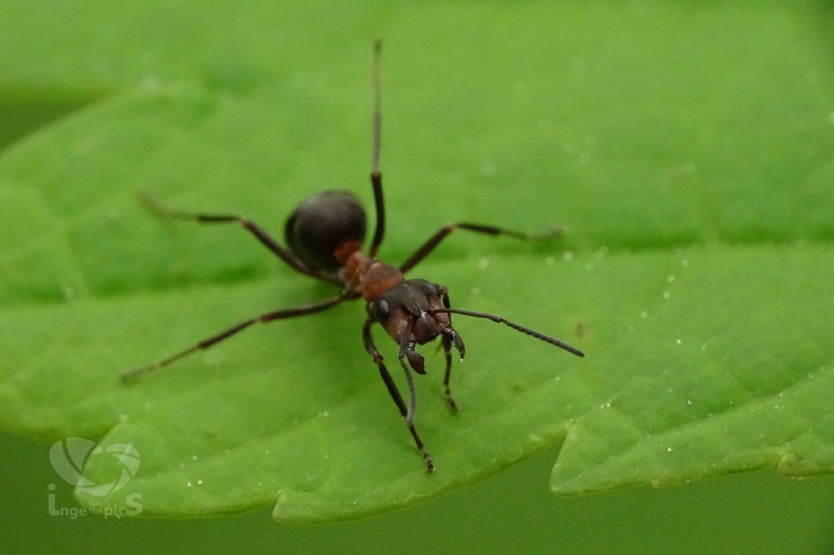 A closeup of a black ant on a bright green leaf