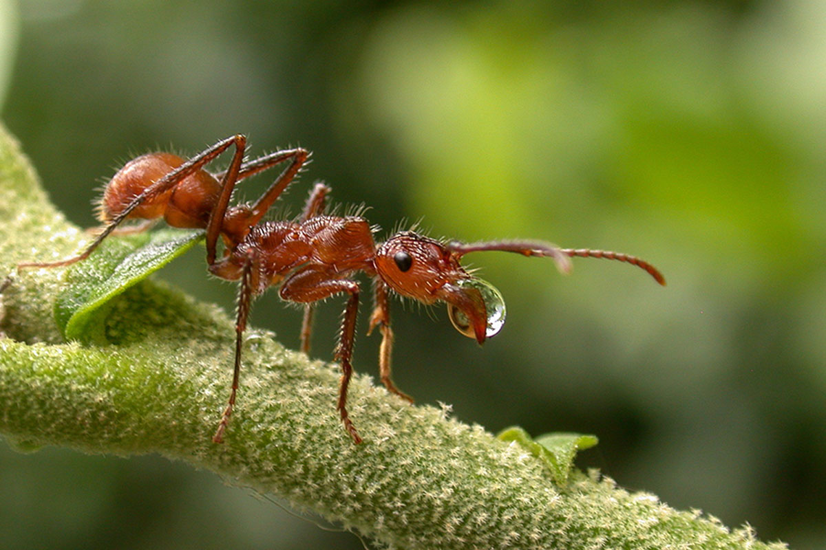 Photo of ant.