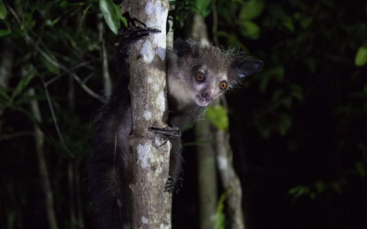 A small aye aye holds on to the trunk of a tree
