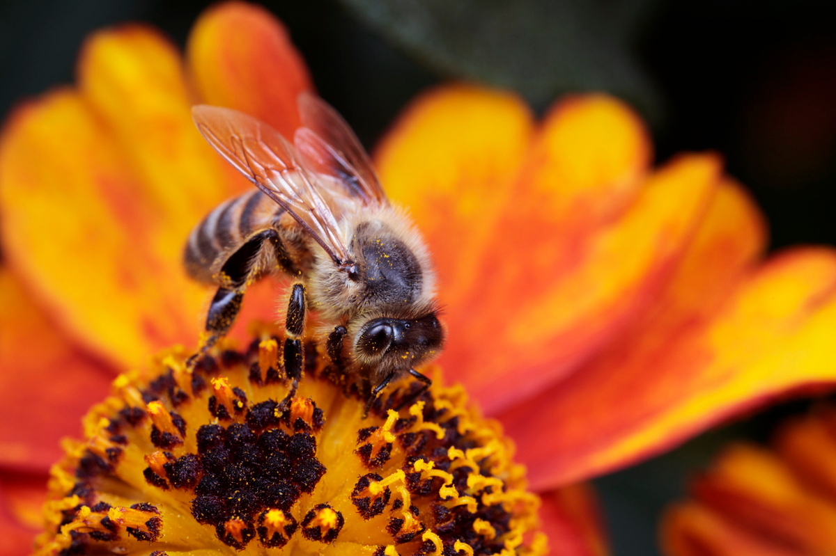 Queen bees don't have it easy | A Moment of Science - Indiana Public Media