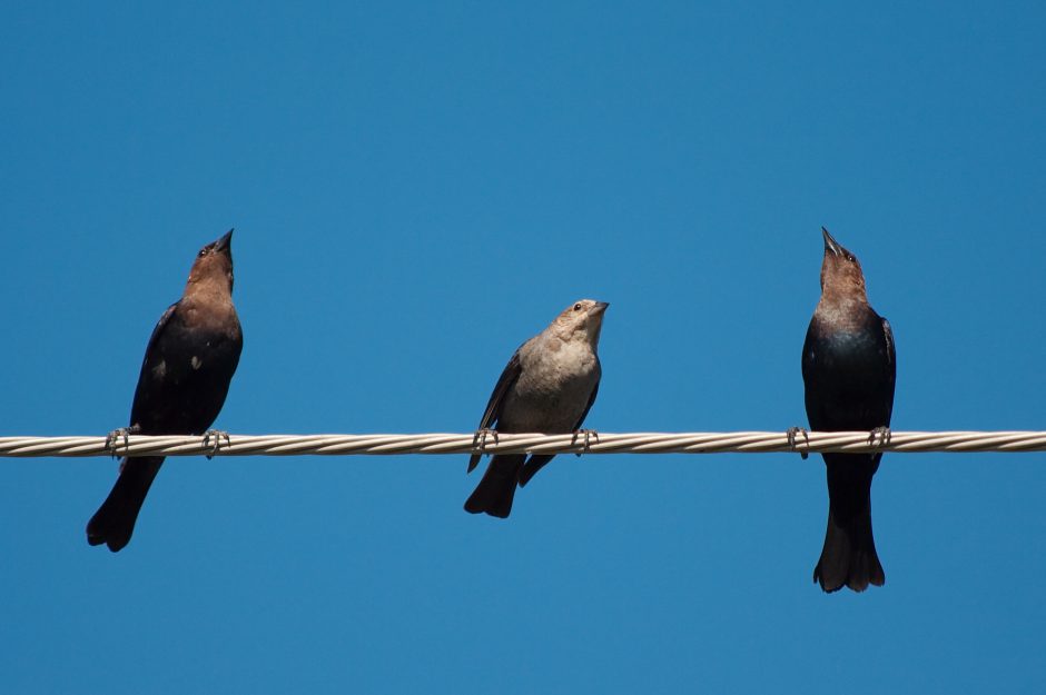 three birds sitting on a telephone pole