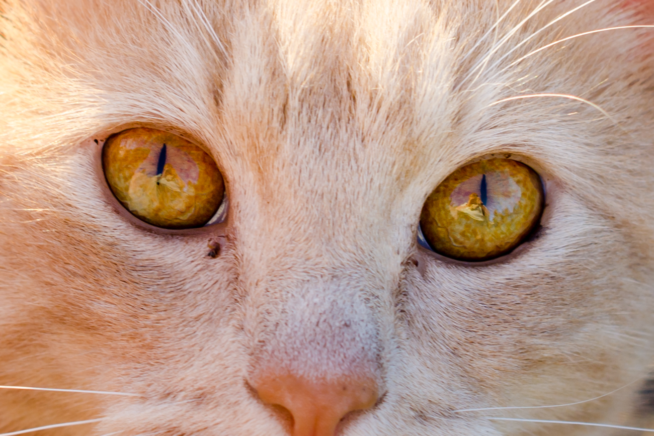 Round pupils in cats