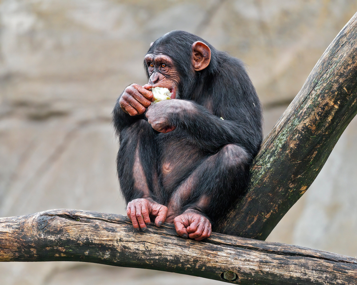 Monkeys can be petty, too | A Moment of Science - Indiana Public Media