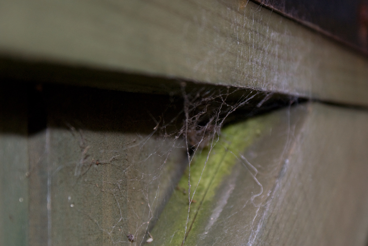 Cobweb vs. Spiderweb