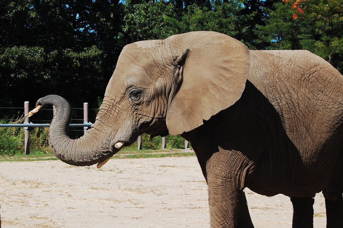 Elephants can sniff out their preferred snacks | A Moment of Science ...