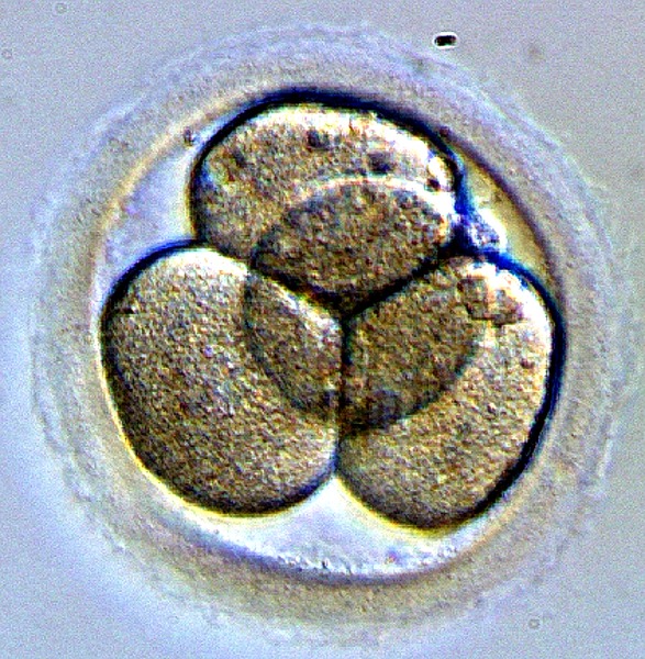 An embryo at the very early stages of development