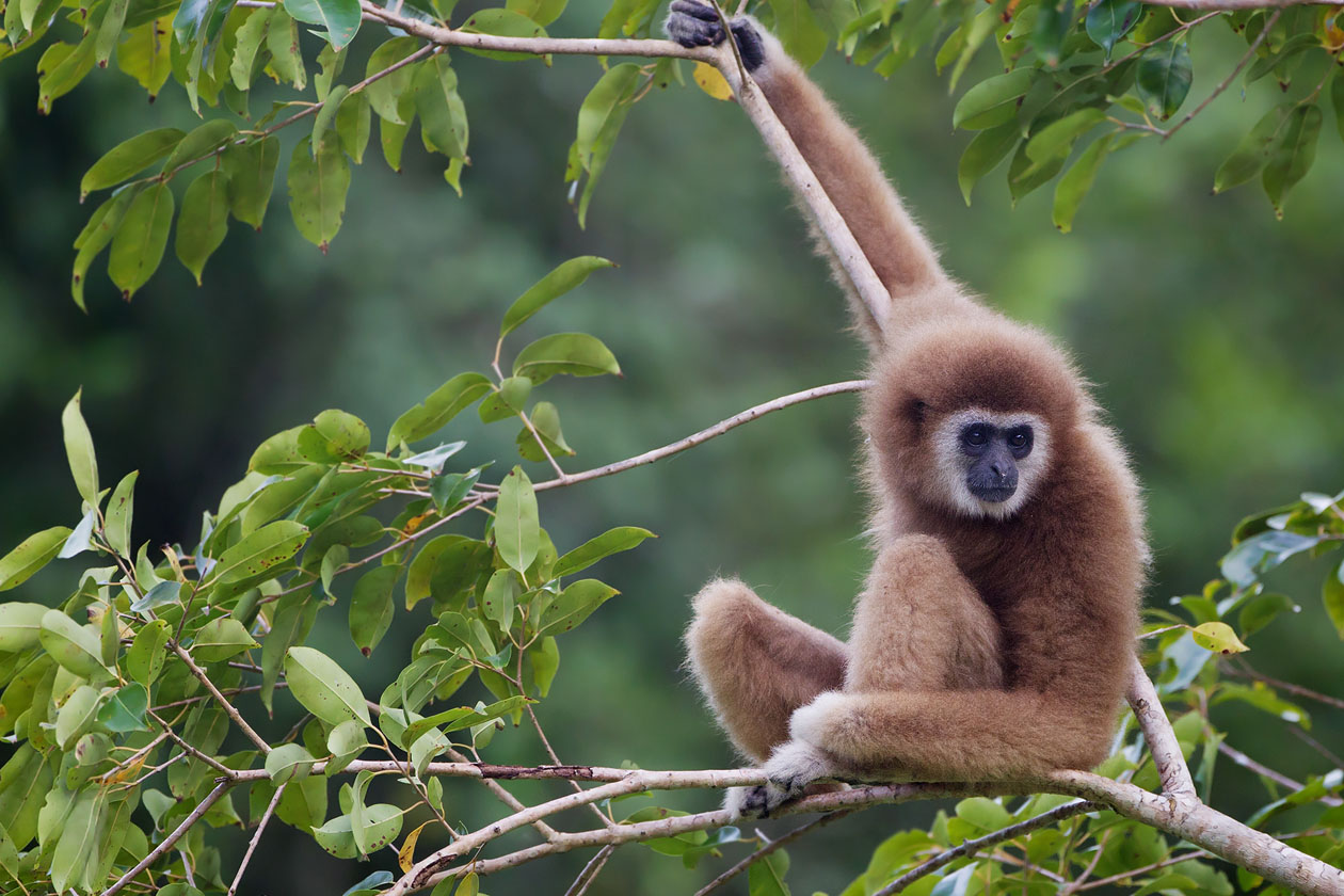 Bridging The Gibbon Divide | A Moment of Science - Indiana Public Media