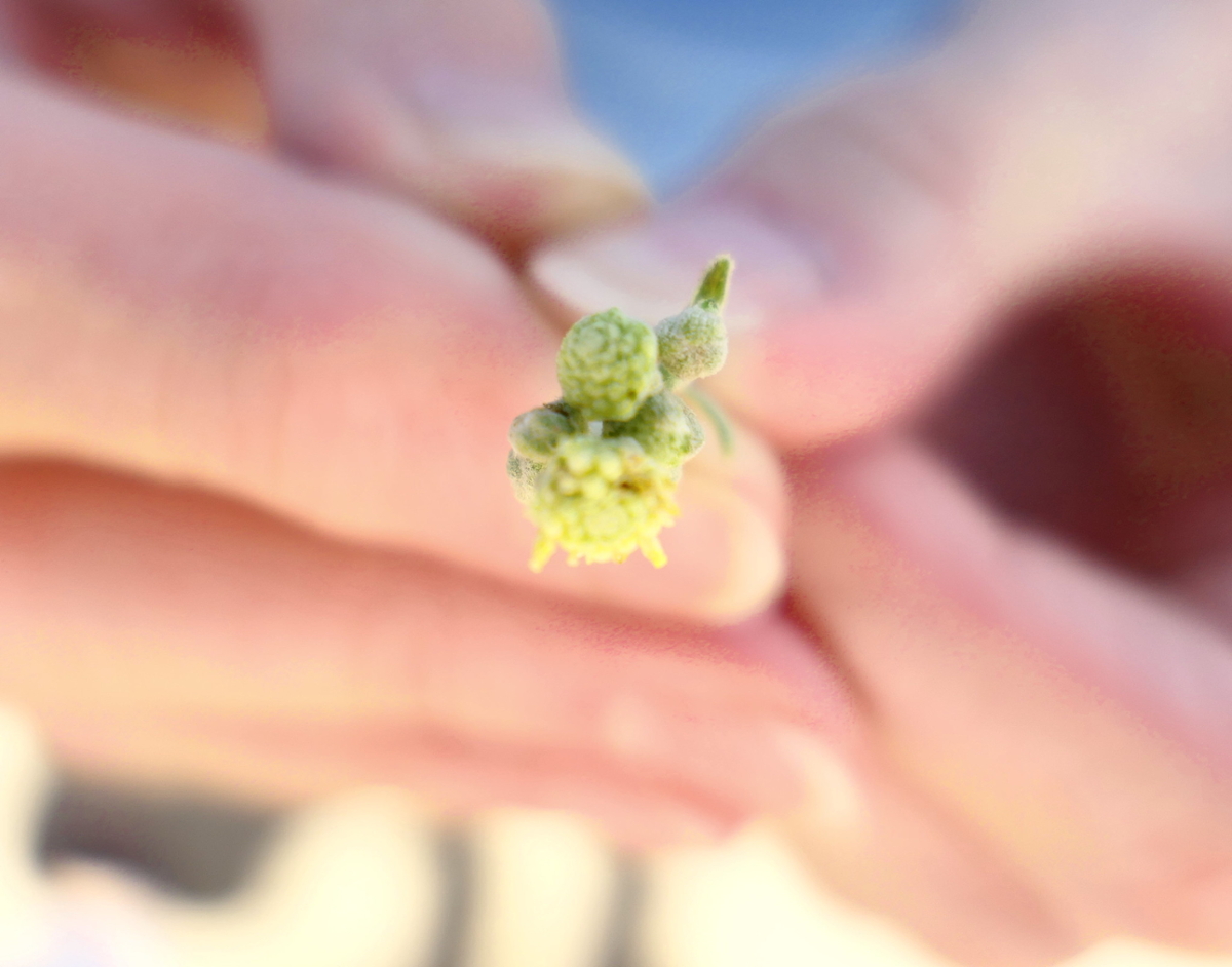 Someone holds a small stem of the guayule plant towards the camera