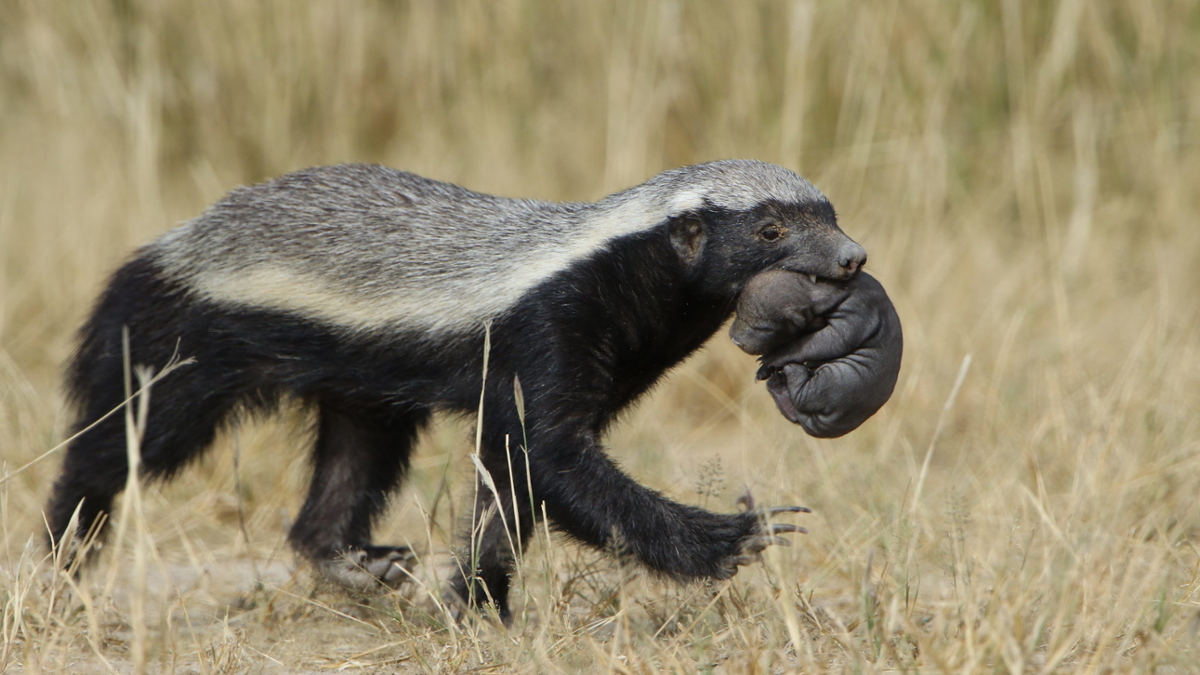 You shouldn't pet that honey badger | A Moment of Science - Indiana Public  Media