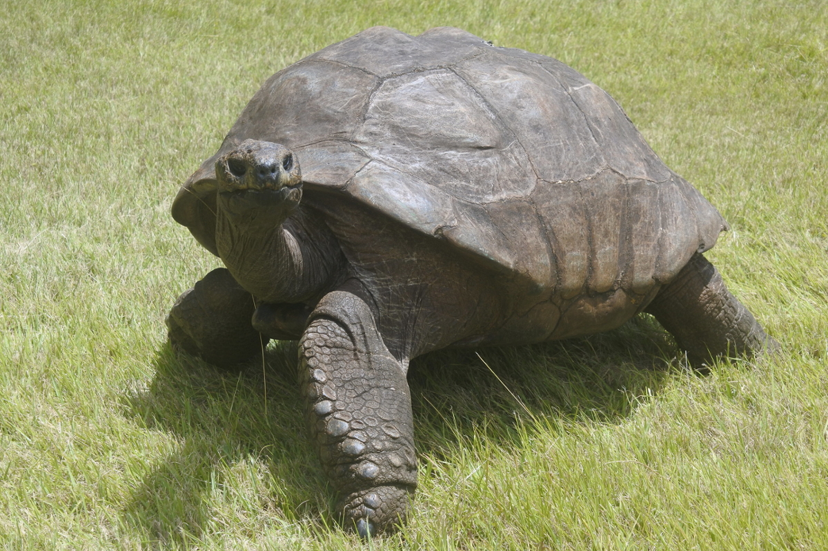 Johnathan the Giant Tortoise, estimated to be 190 years old