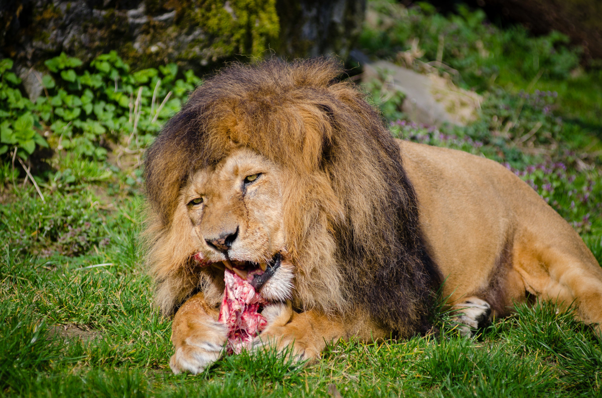 A lion sits in the grass enjoying some food