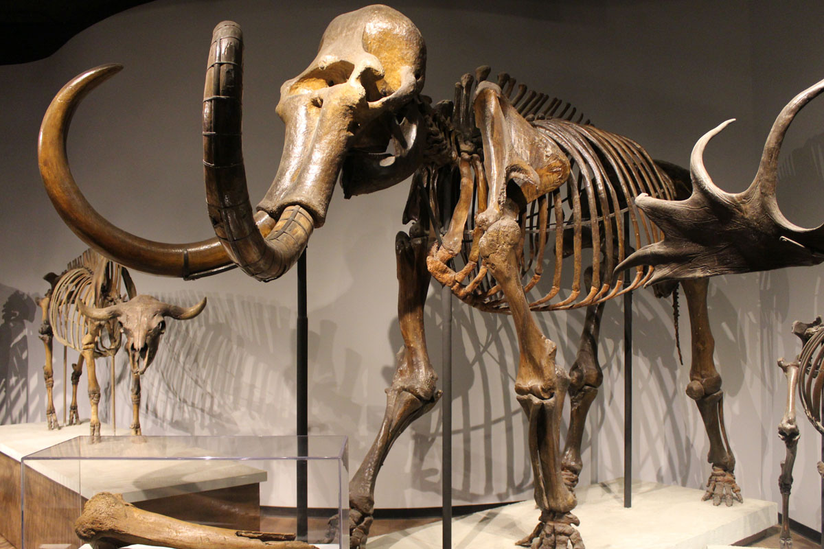  The image shows a Woolly Mammoth skeleton displayed in a museum with a caption that reads: 'Mammoth bones discovered in Kyrgyzstan'.