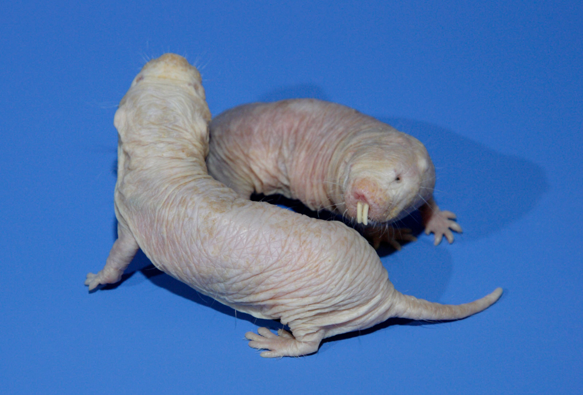 The Royal, Loyal Language Of Naked Mole Rats | A Moment of Science -  Indiana Public Media