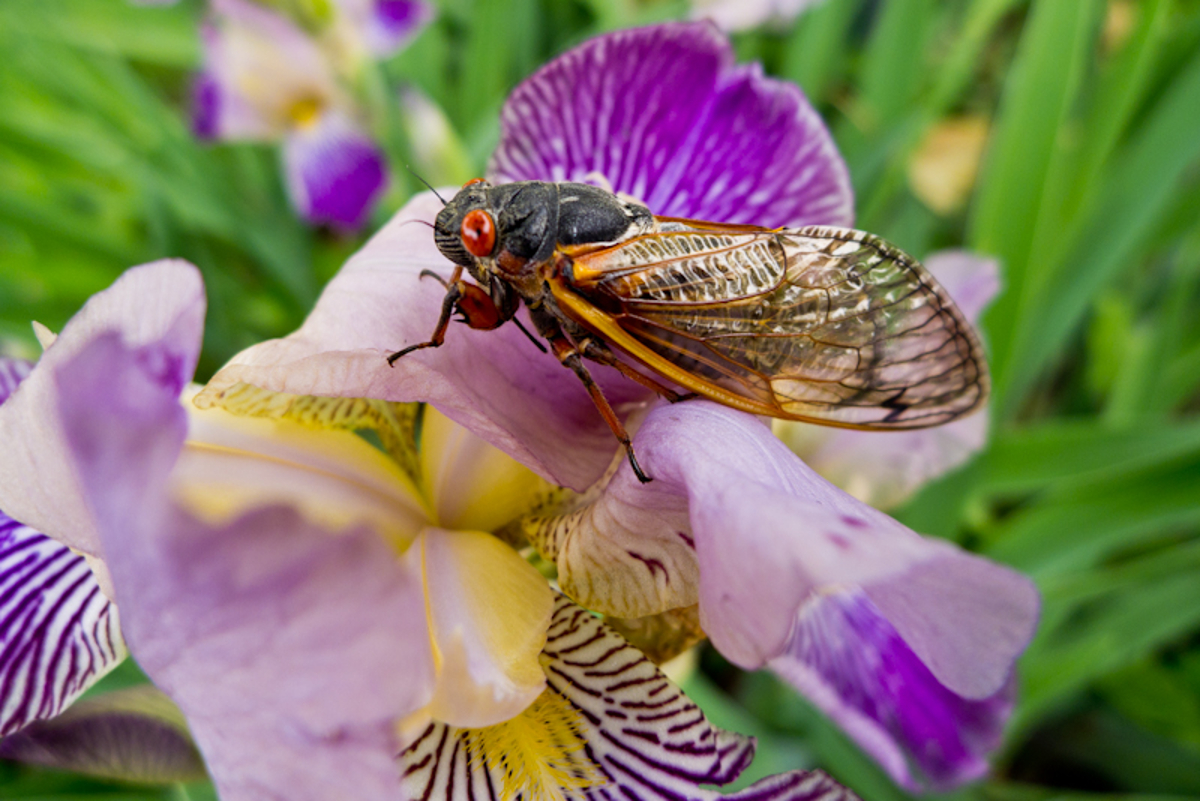 A cicada with red eyes and yellow wings rests on a flower