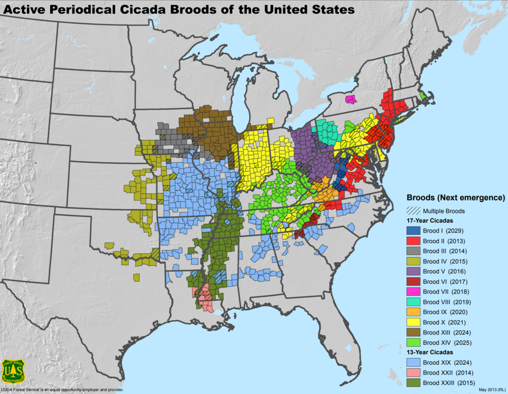 Map of United States with active cicada broods