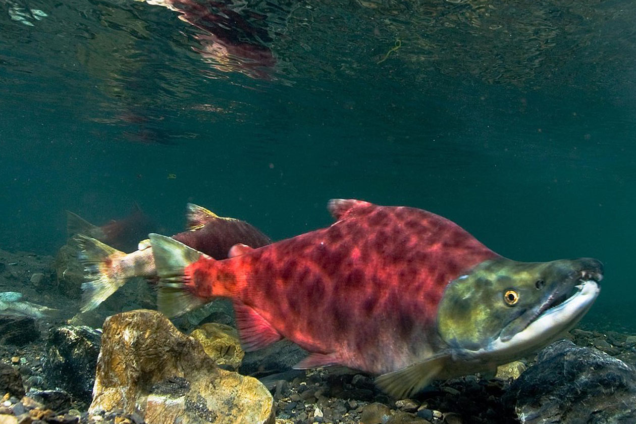 Рыба с красным туловищем
