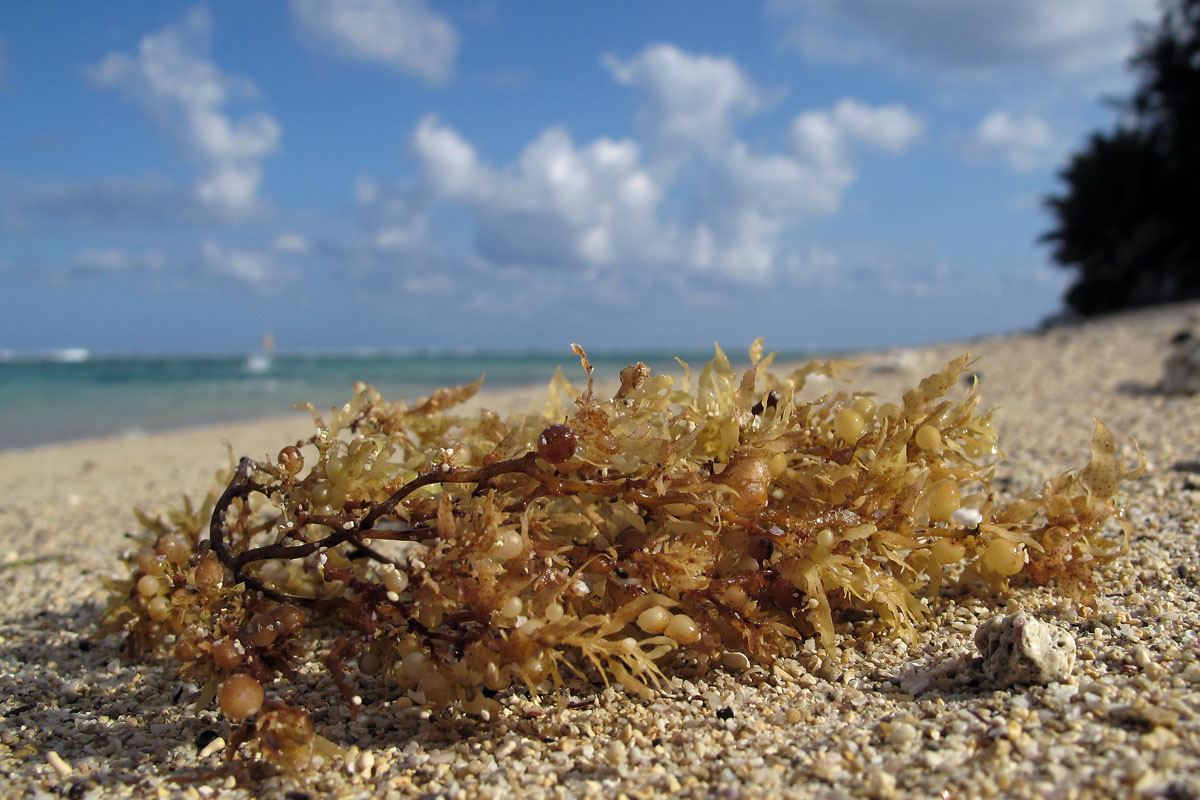 Photo of seaweed on a beach.