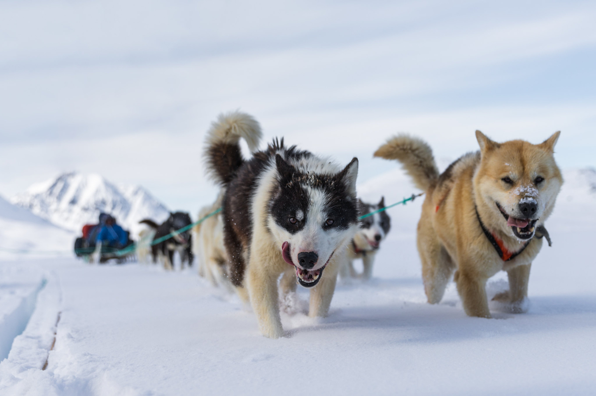 Sled Dogs Норвегия