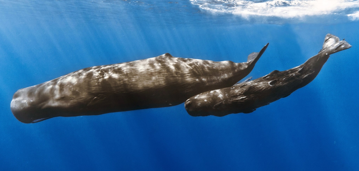 A sperm whale mother swims close to the water's surface with her calf