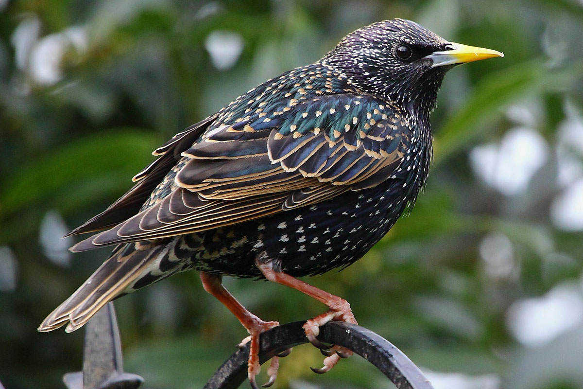 The Invasion Of The Starlings | A Moment of Science - Indiana Public Media