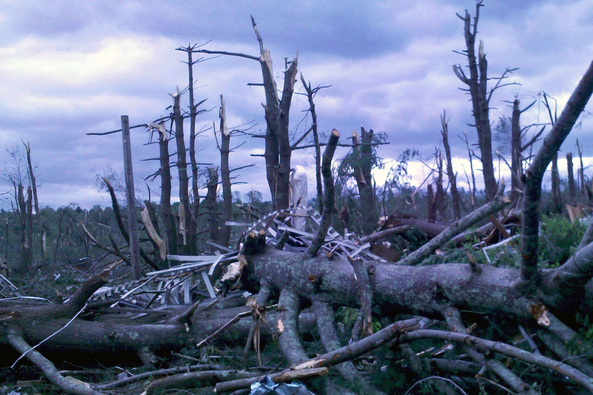 Invasive Plants Love Tornadoes A Moment Of Science Indiana Public Media