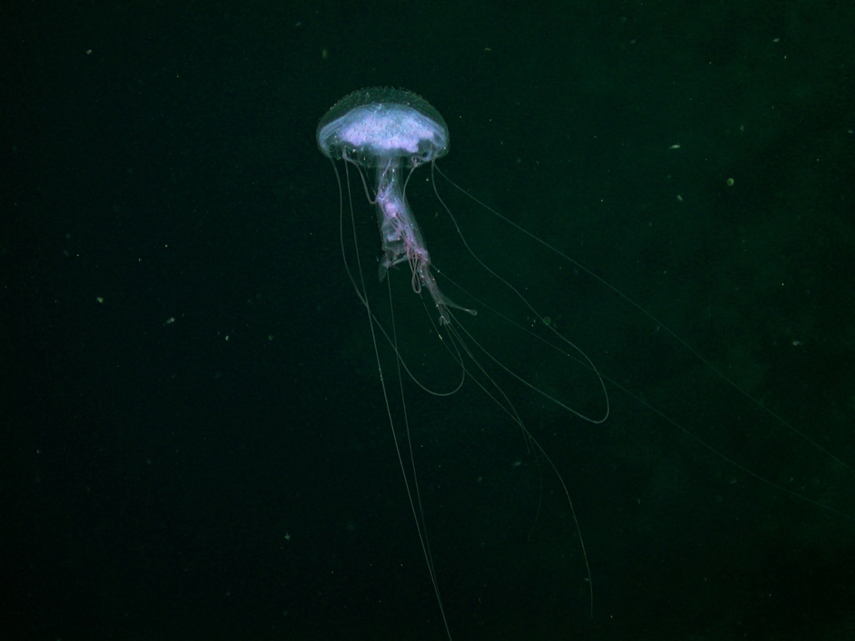 A jellyfish floats by itself in the dark water