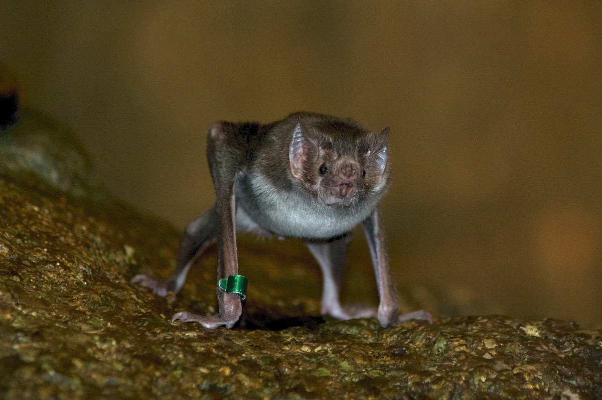 A small vampire bat with a green band on one foot looks at the camera