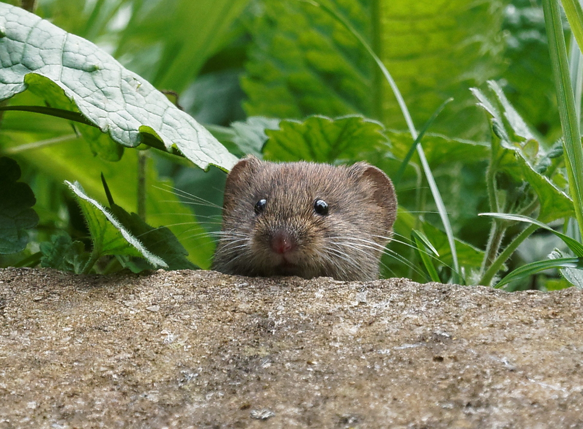 A small wood mouse pokes its head above the dirt, surrounded by greenery