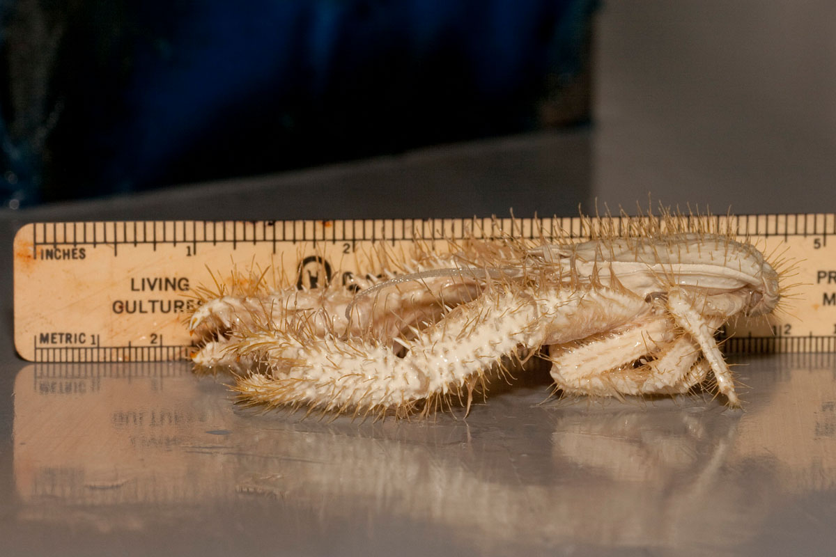 a yeti crab being measured
