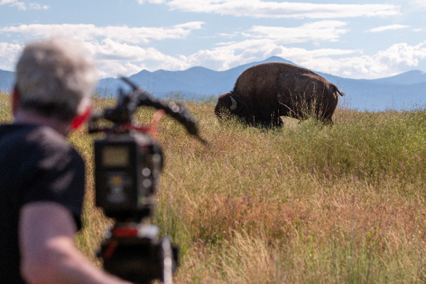 Photographer taking picture of a bison