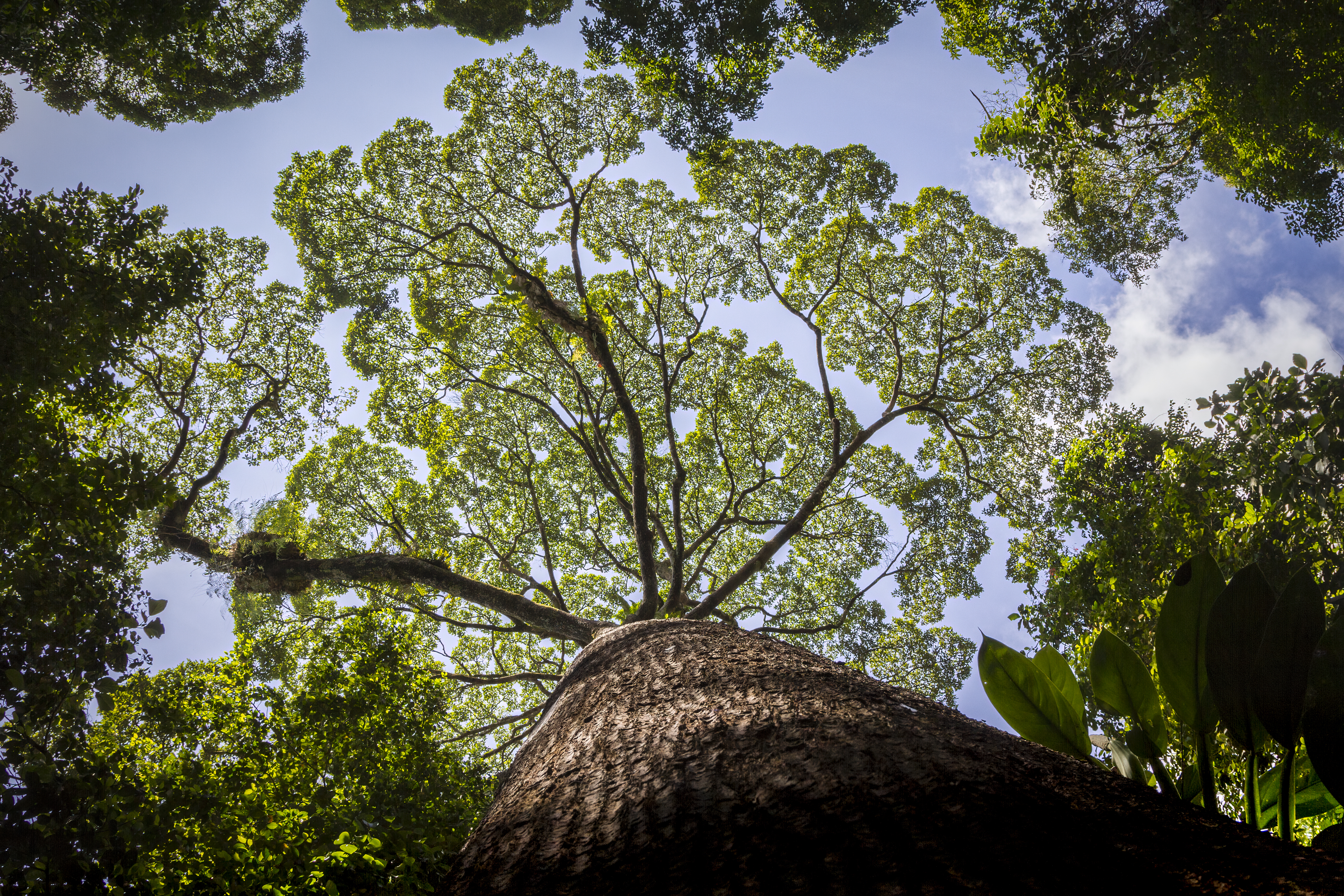 Image of the world's largest rain forest tree