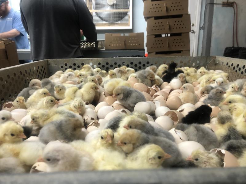 Several dozen freshly hatched chicks and egg shells in an open topped metal box with holes along the edges