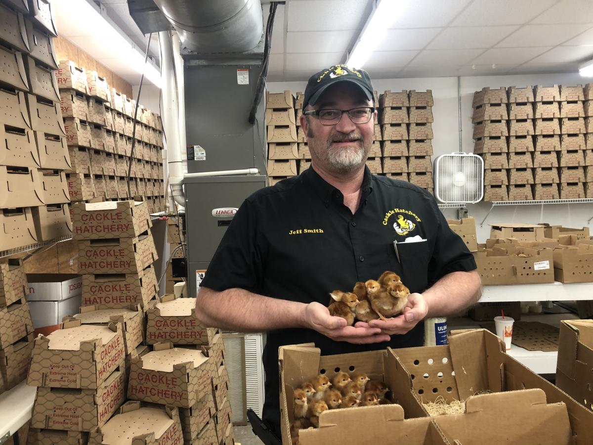 A man in a hat and uniform holding chicks in his hands, in a room filled with boxes that say cackle hatchery