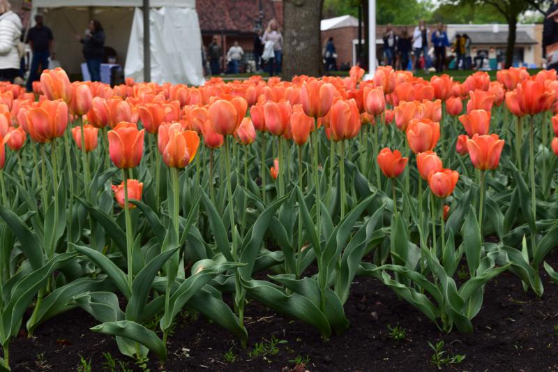 A row of redish-orange tulips in bloom