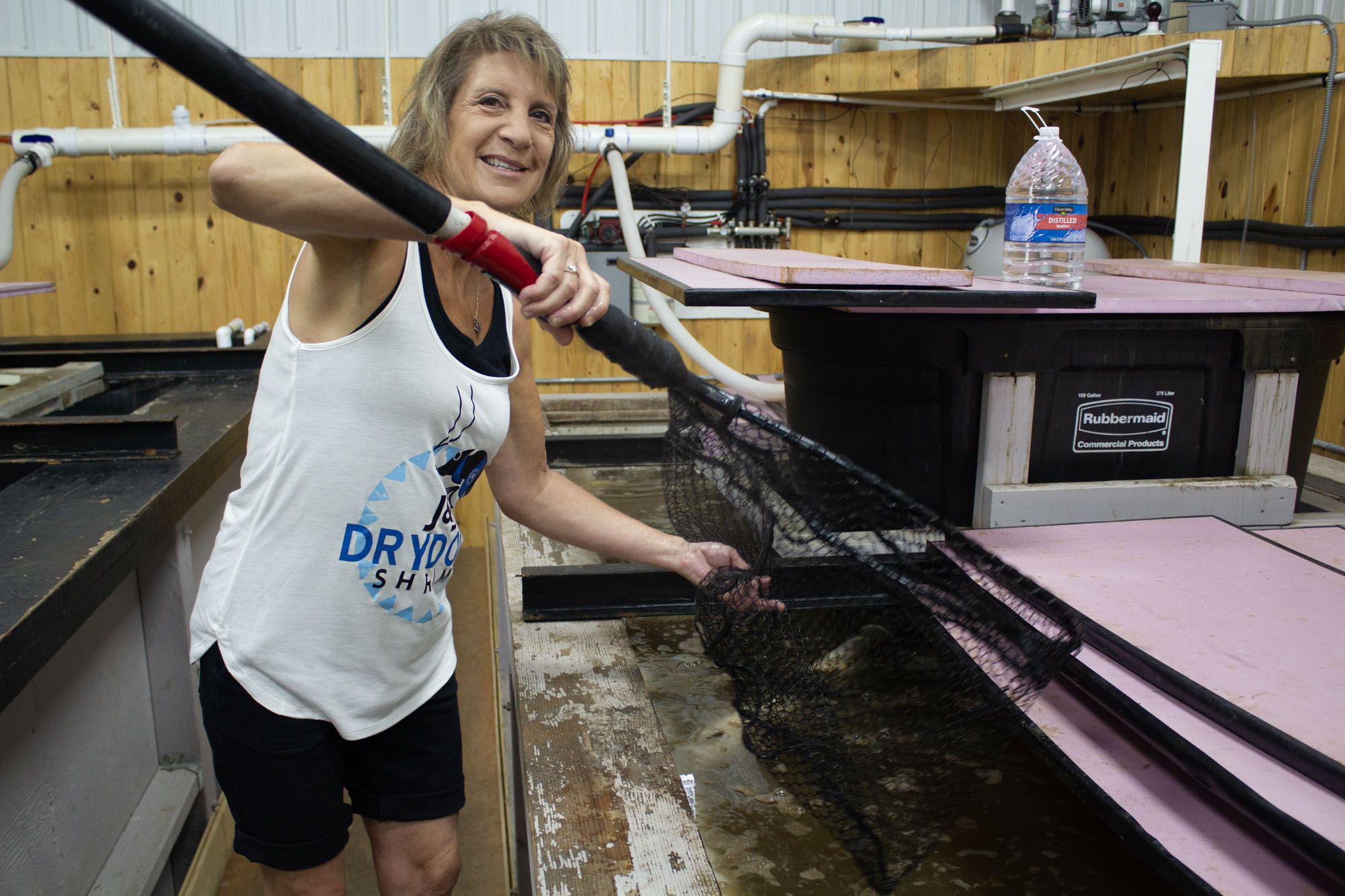Julie Tegland holds a large net over an aquaculture tank.