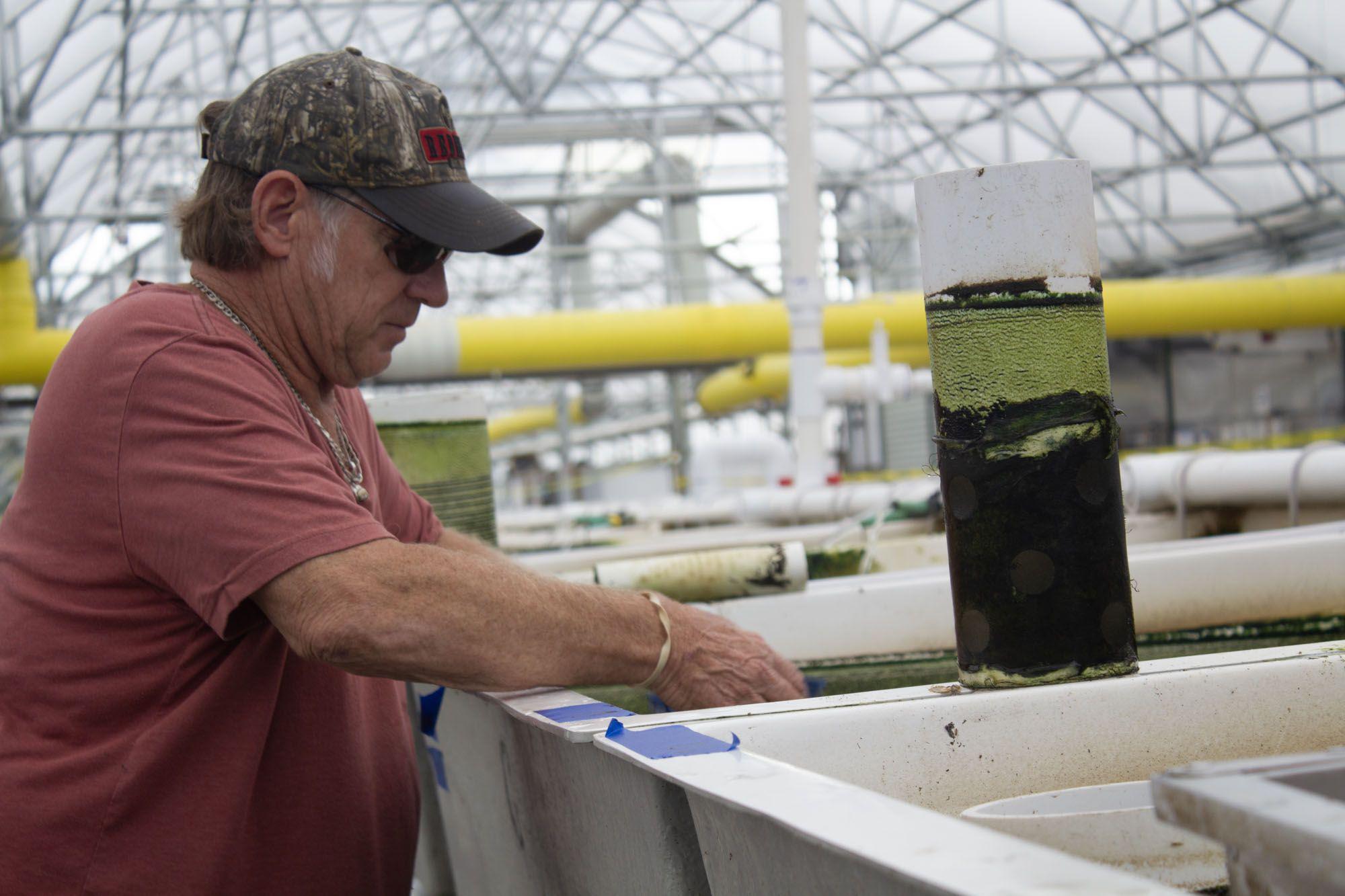 Dave Block standing at at tank, in an aquaculture facility, with hands in the tank.