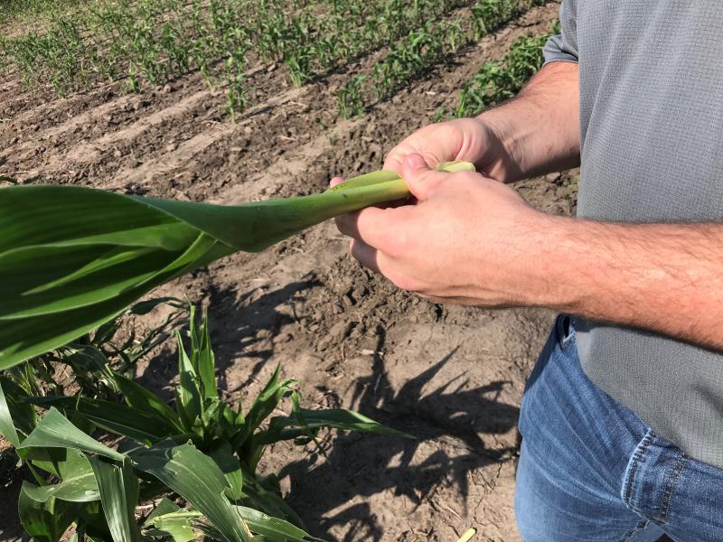 Hands holding a stalk of a young, green corn plant with dirt and planted rows in the background.