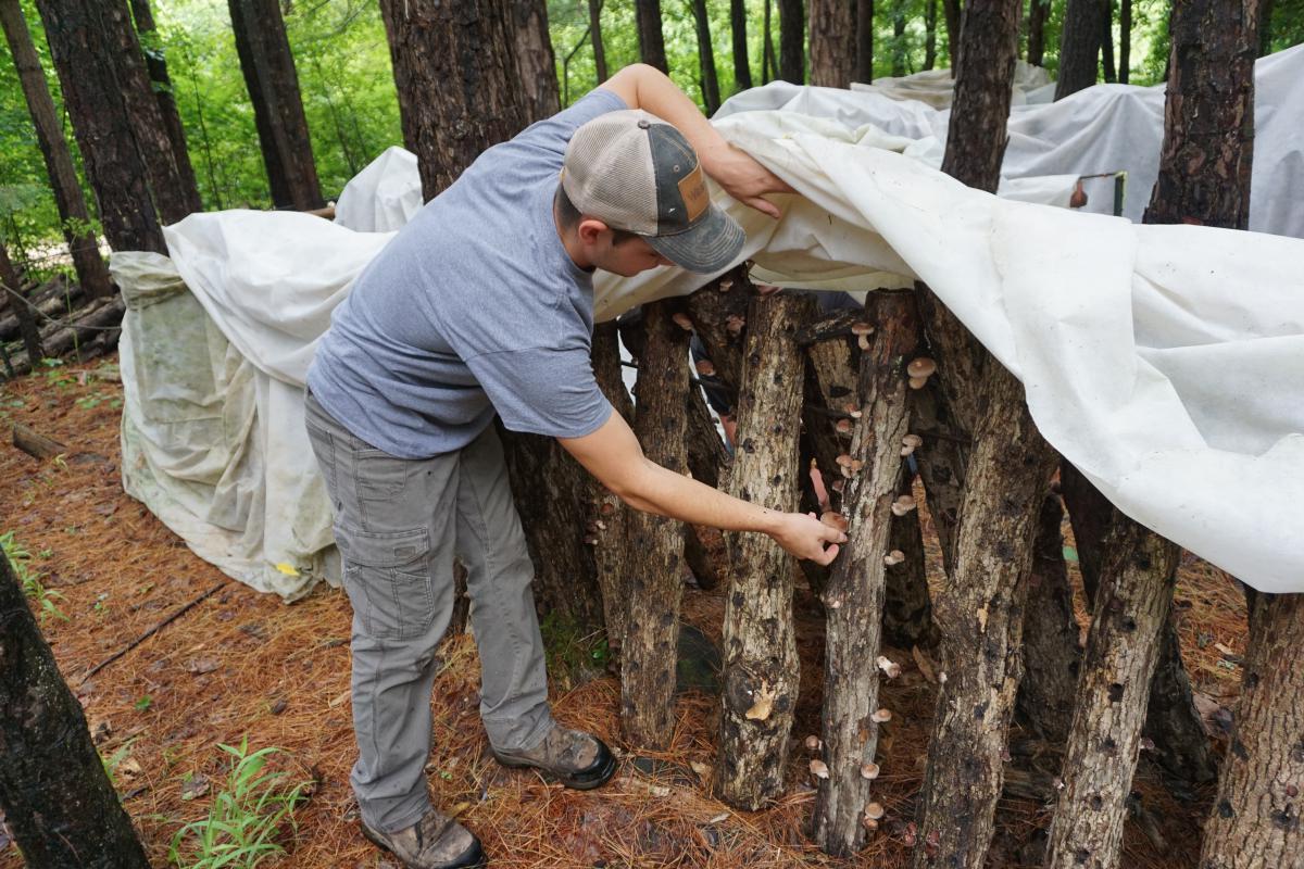 man wearing ball cap lifting up white sheeting over a row of cut tree branches with mushrooms growing on them. dense forest is visble in the near background