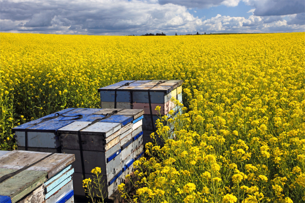 Three palets of commercial honey bee hives in a field of bright yellow mustard flowers.