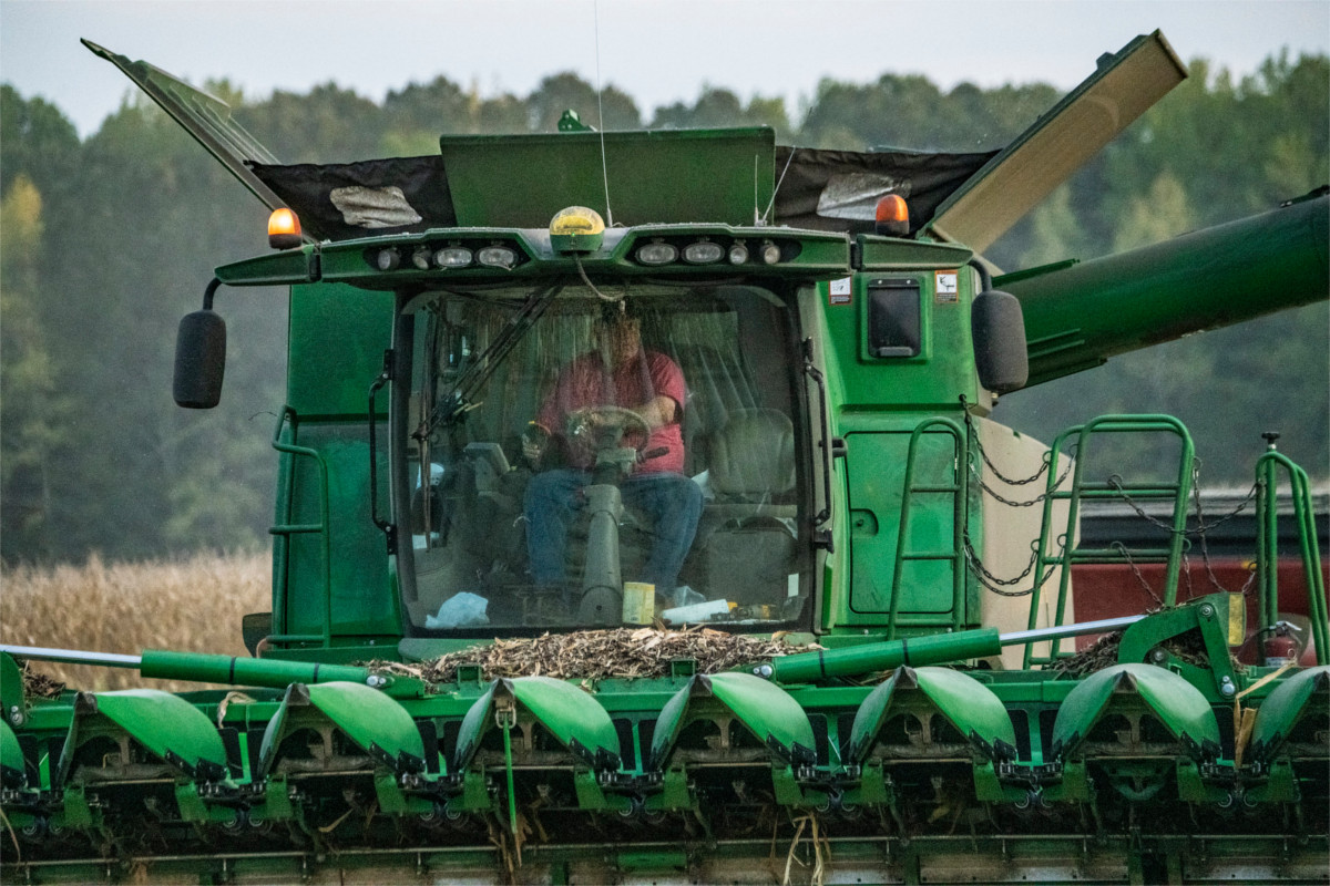 A man driving a green corn harvesting machine, heading straight for the camera.